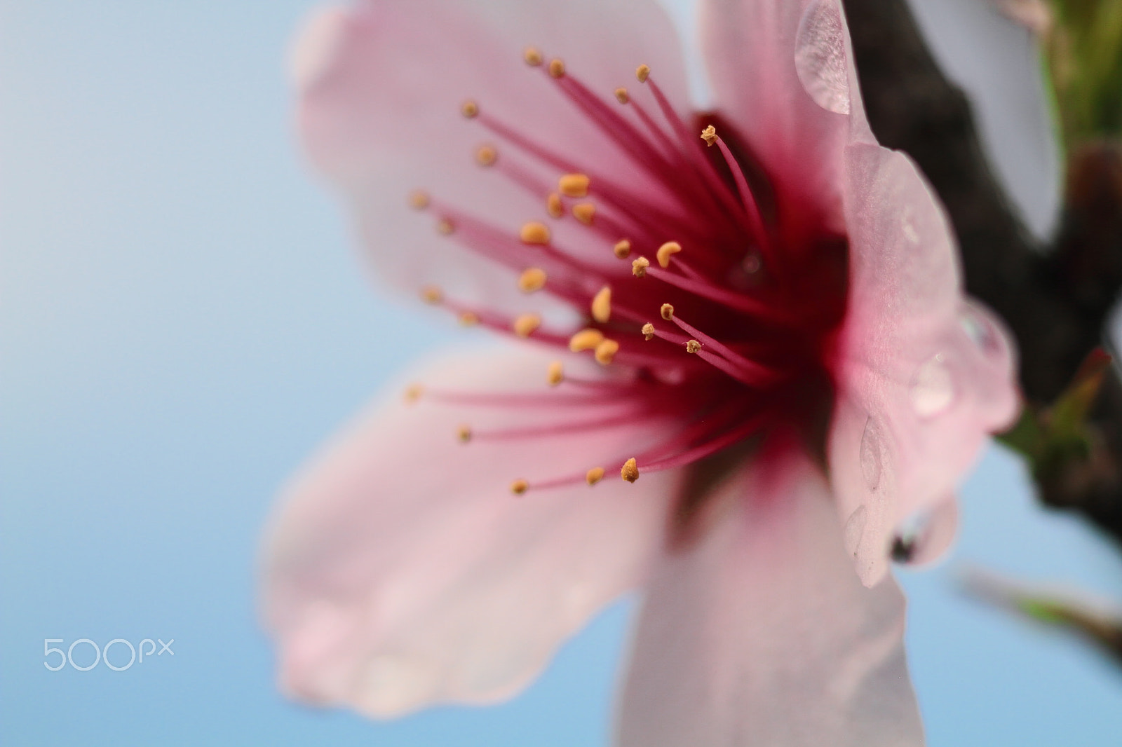 Canon EOS 7D + Canon EF 50mm F1.8 II sample photo. Cherry blossom photography