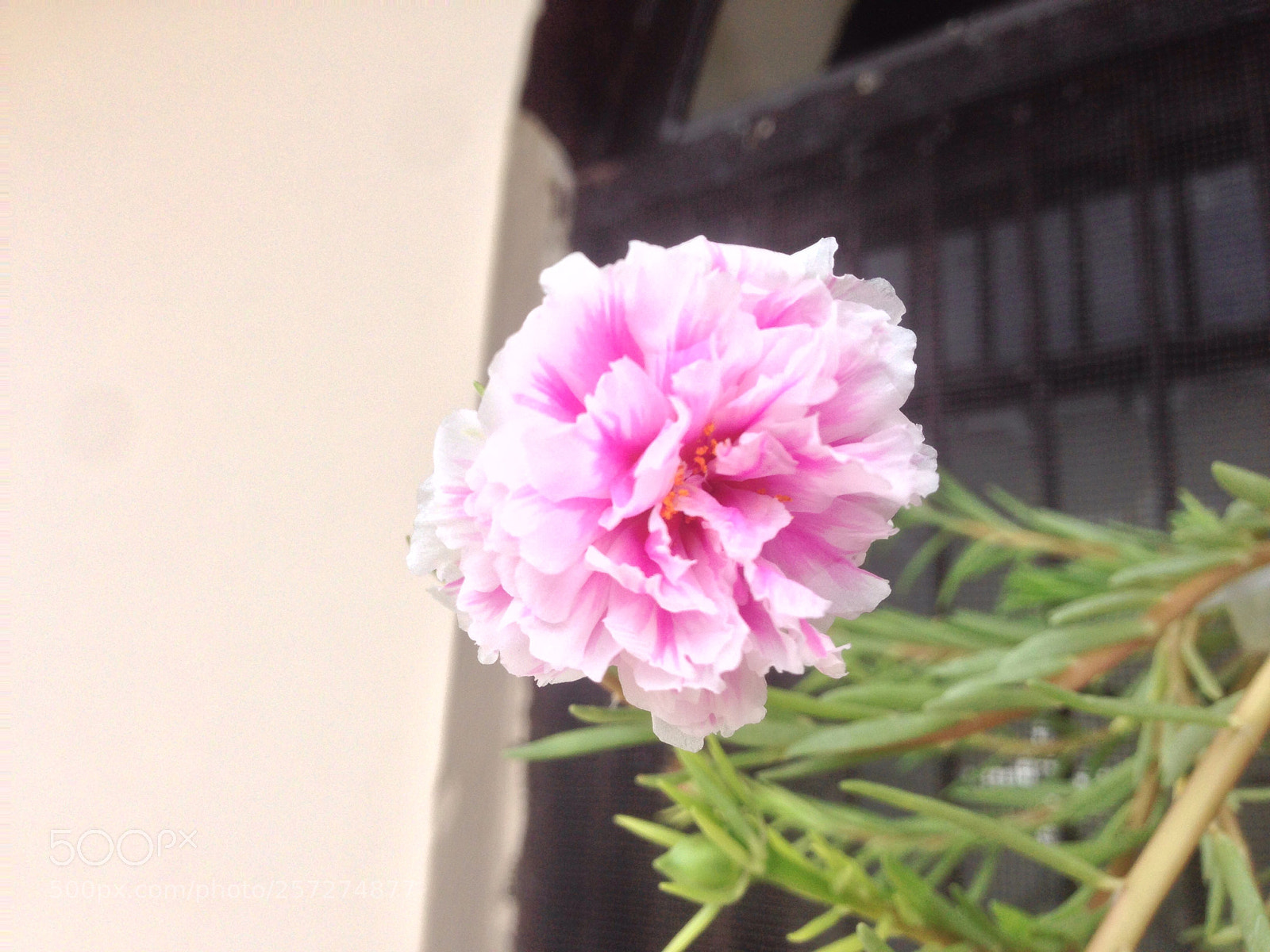 Apple iPhone 5 sample photo. Untitled photography