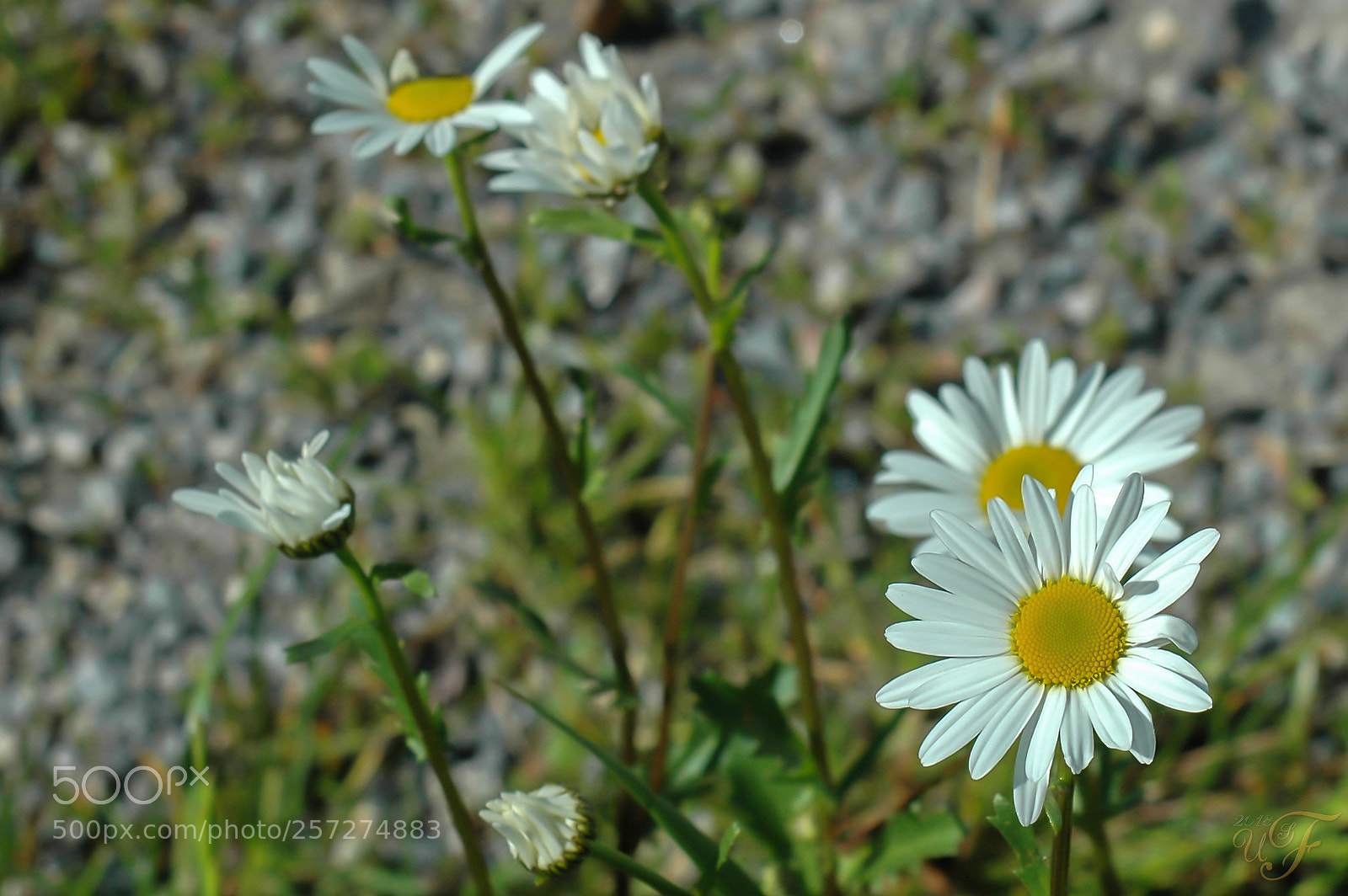 Nikon D70 sample photo. Margeriten ! (daisies) photography