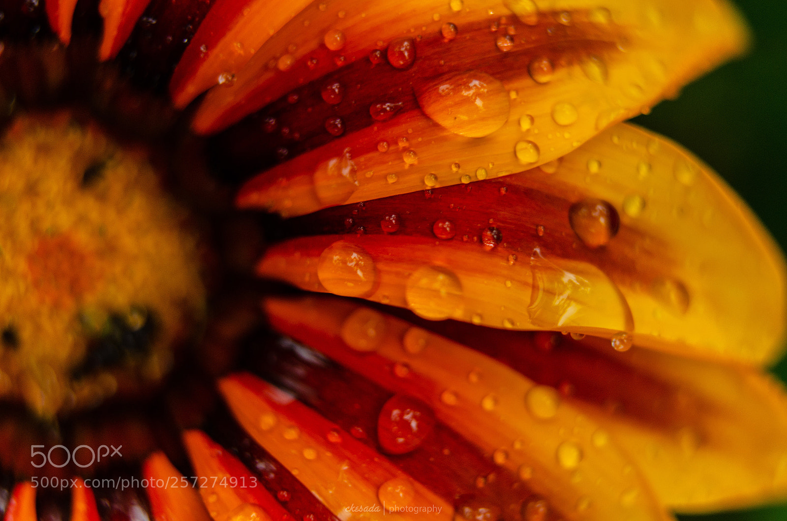 Nikon D5100 sample photo. Love the drops on photography