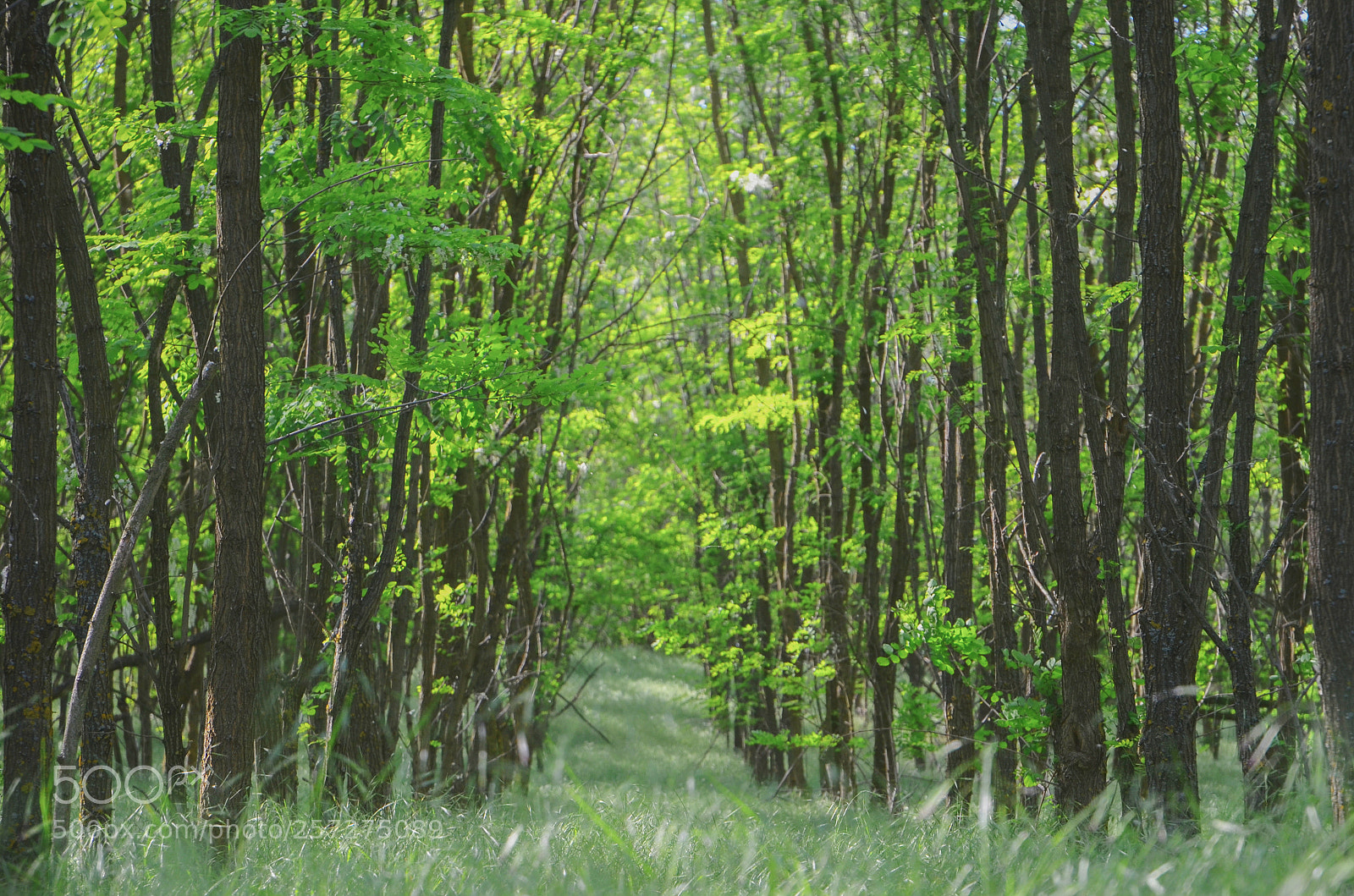 Nikon D5100 sample photo. Forest photography