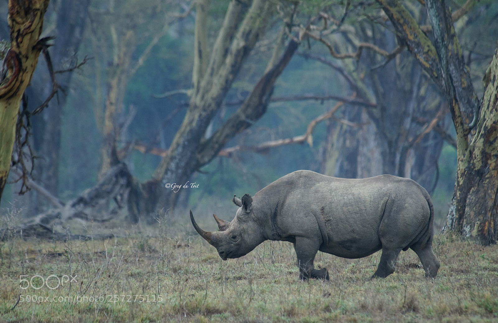 Nikon D300 sample photo. Forest rhino 2 photography