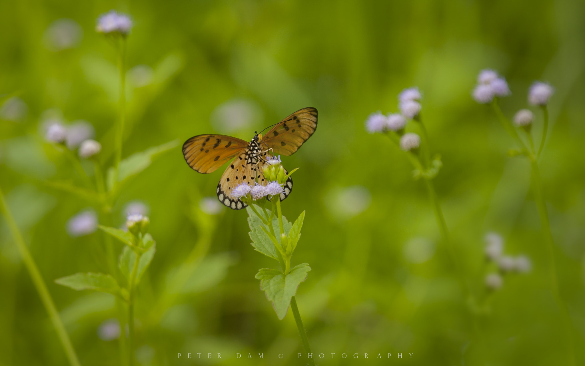 Canon EOS-1D Mark III sample photo. Butterfly photography