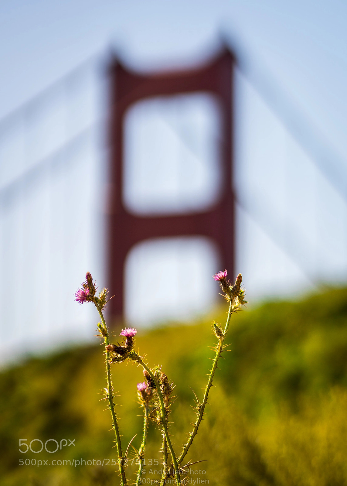 Sony a6500 sample photo. Golden gate thistle photography