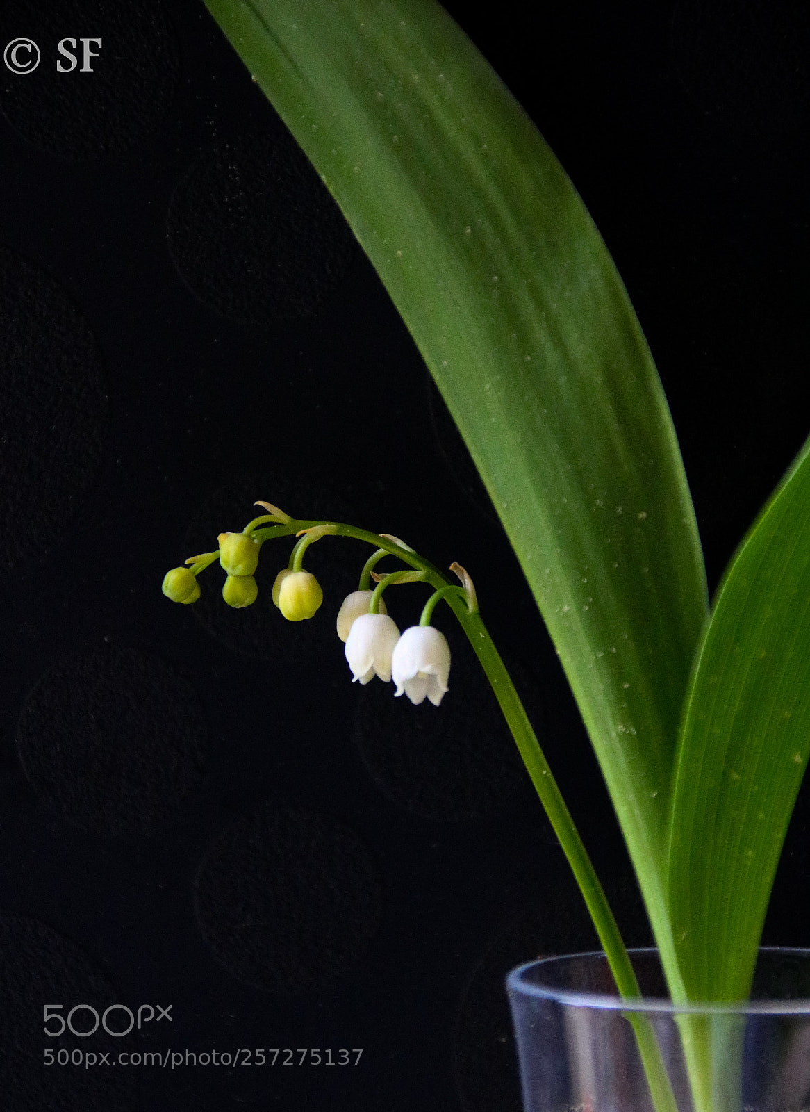 Canon EOS 750D (EOS Rebel T6i / EOS Kiss X8i) sample photo. The small white bells photography