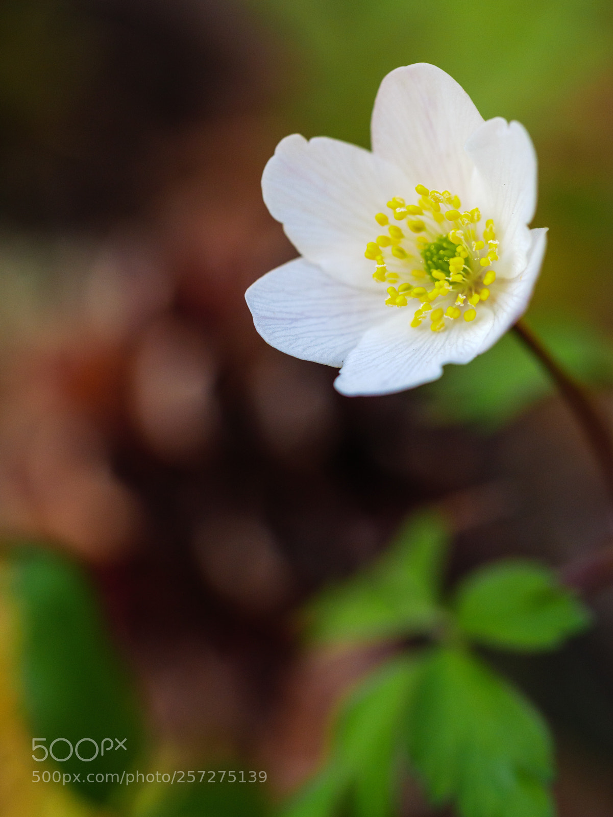 Panasonic Lumix DMC-GX85 (Lumix DMC-GX80 / Lumix DMC-GX7 Mark II) sample photo. New beginning  photography