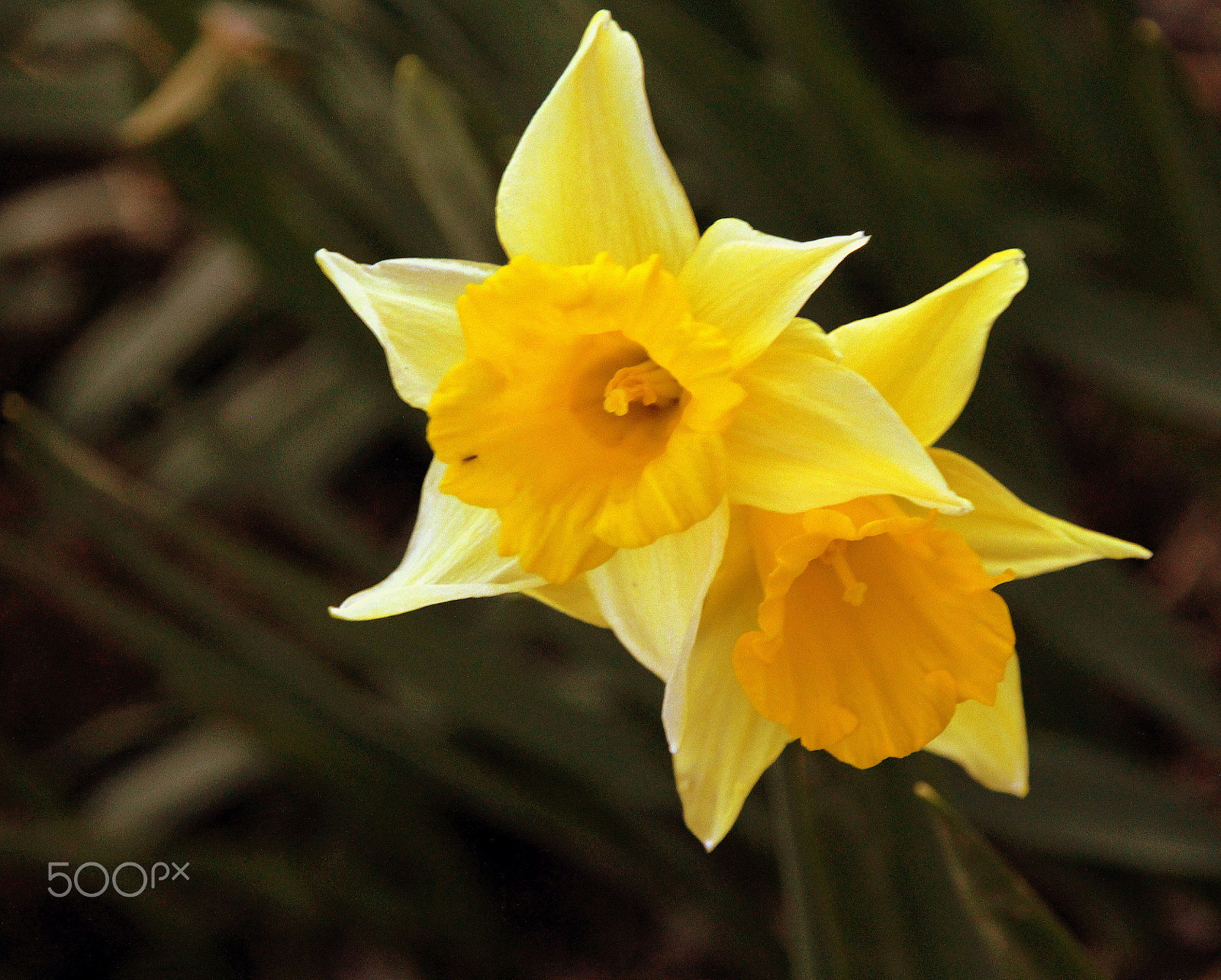 Canon EOS 700D (EOS Rebel T5i / EOS Kiss X7i) + Sigma 18-200mm f/3.5-6.3 DC OS sample photo. The yellow-stars. photography