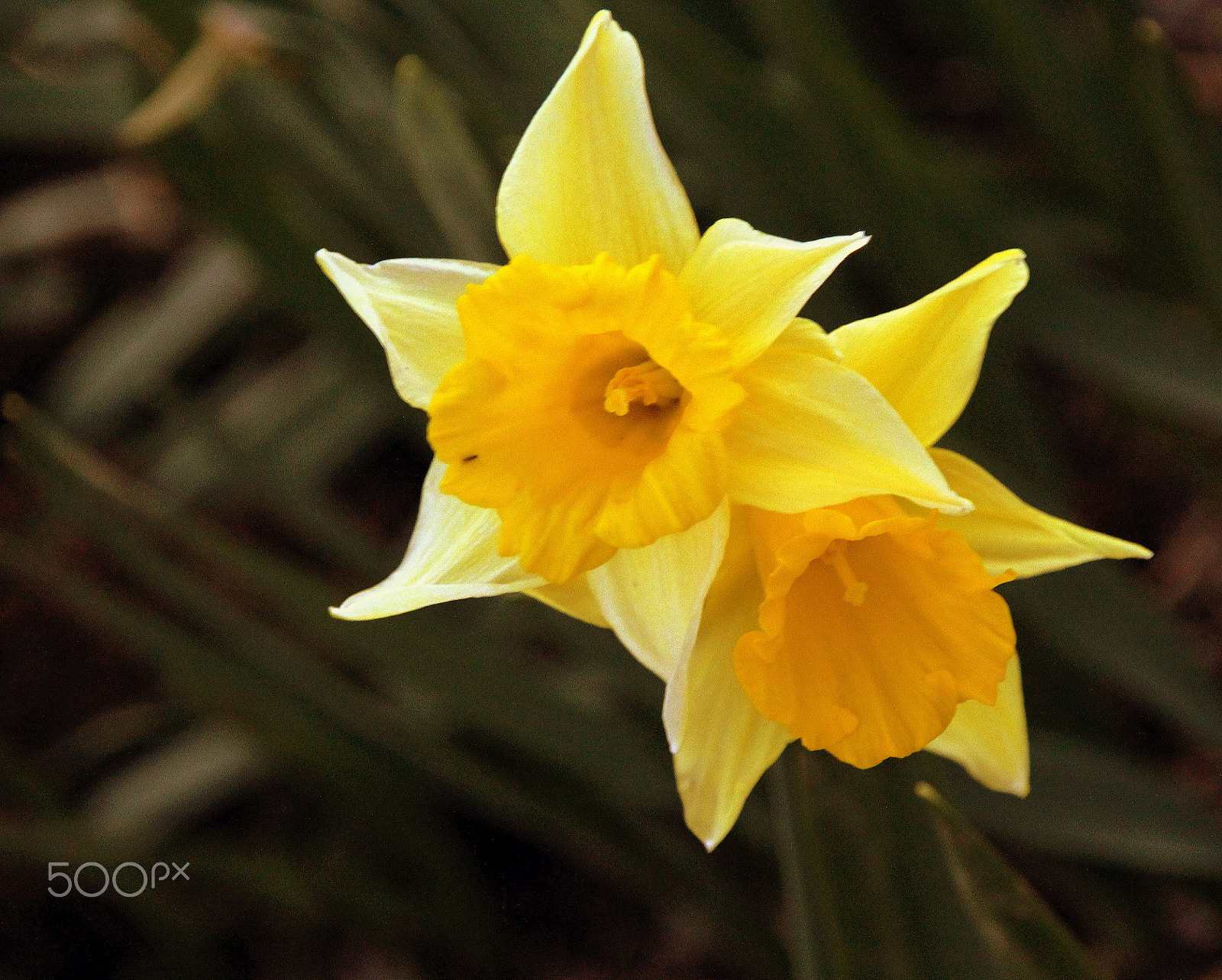 Canon EOS 700D (EOS Rebel T5i / EOS Kiss X7i) sample photo. The yellow-stars. photography