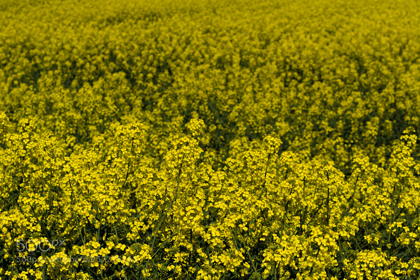 Nikon D7100 sample photo. Yellow photography