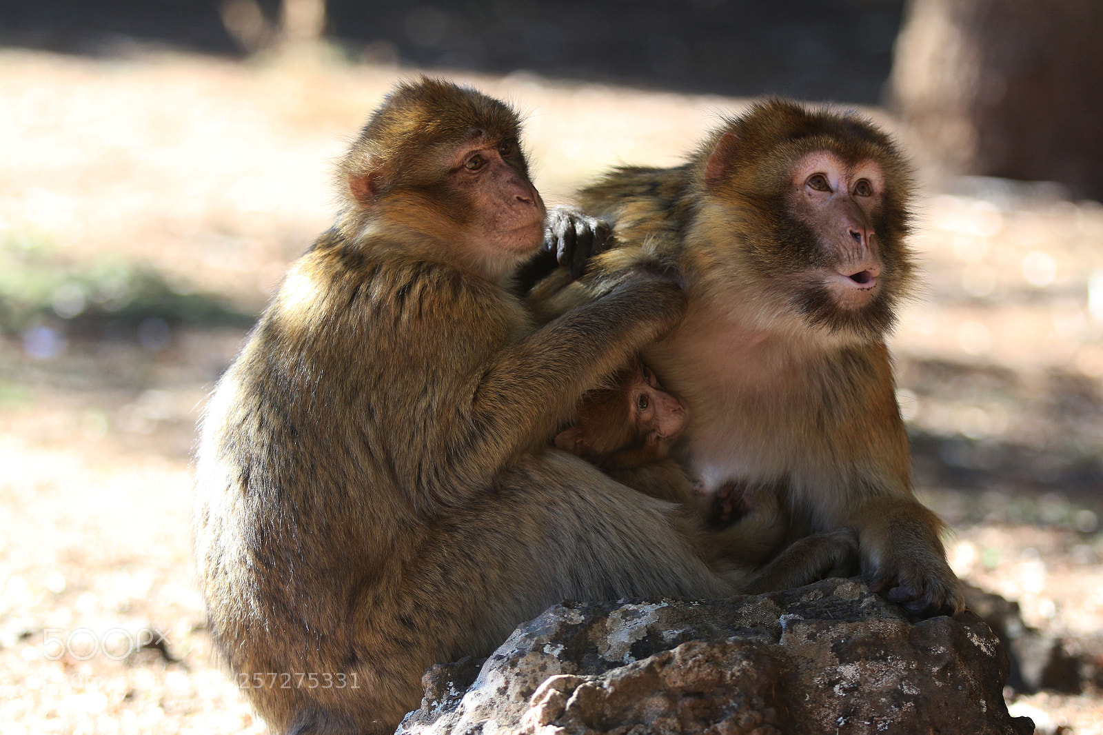 Canon EOS 70D sample photo. Img photography