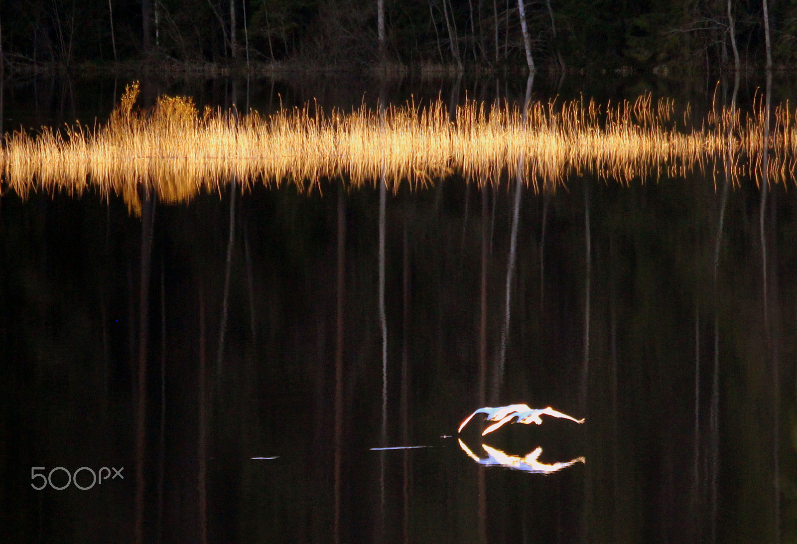 Canon EOS 700D (EOS Rebel T5i / EOS Kiss X7i) sample photo. The evening flight of swan. photography