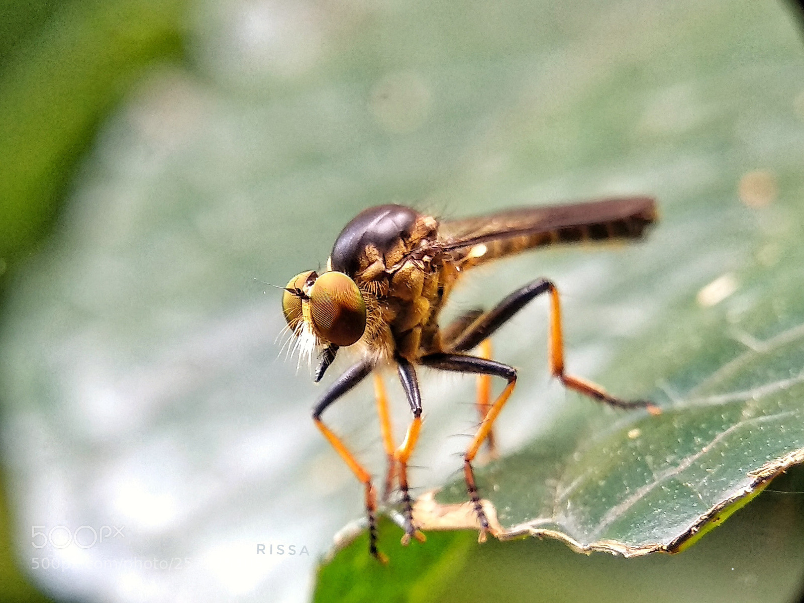 Xiaomi Mi A1 sample photo. Robberfly photography