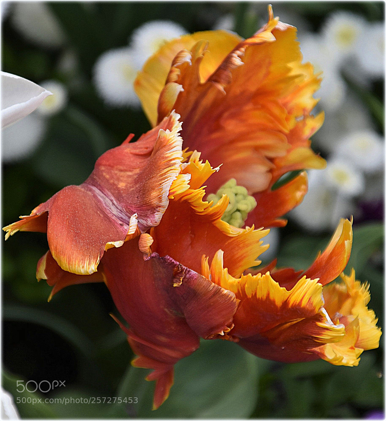 Nikon D7200 sample photo. "tulip" photography