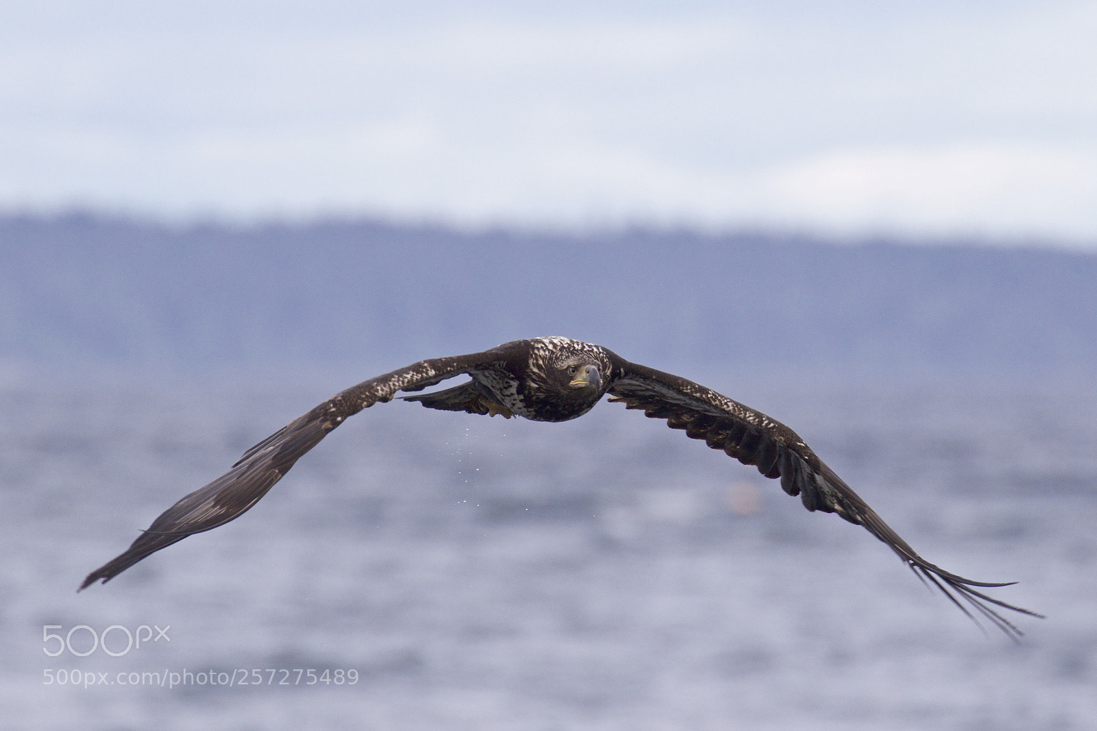 Canon EOS 7D Mark II sample photo. A low flyer photography