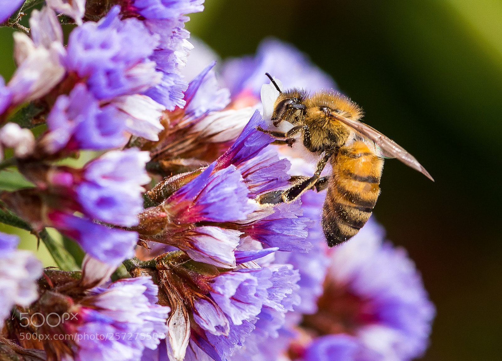 Nikon D810 sample photo. Solo bee photography