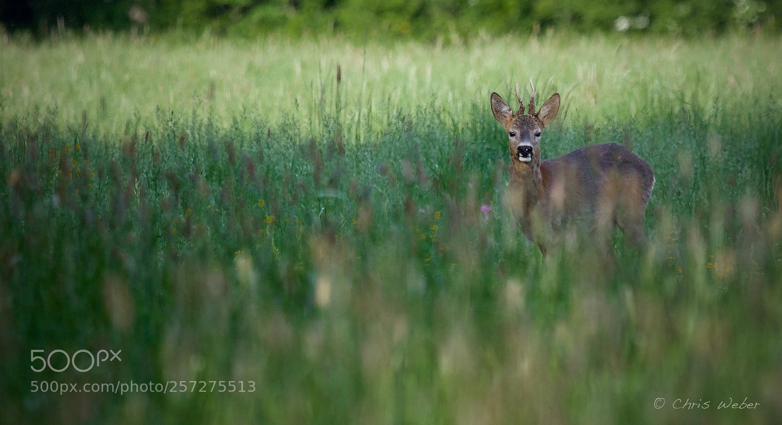 Canon EOS 5DS R sample photo. Roe ♂ photography