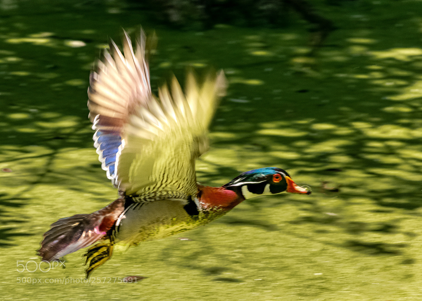 Nikon D5300 sample photo. Flying duck photography