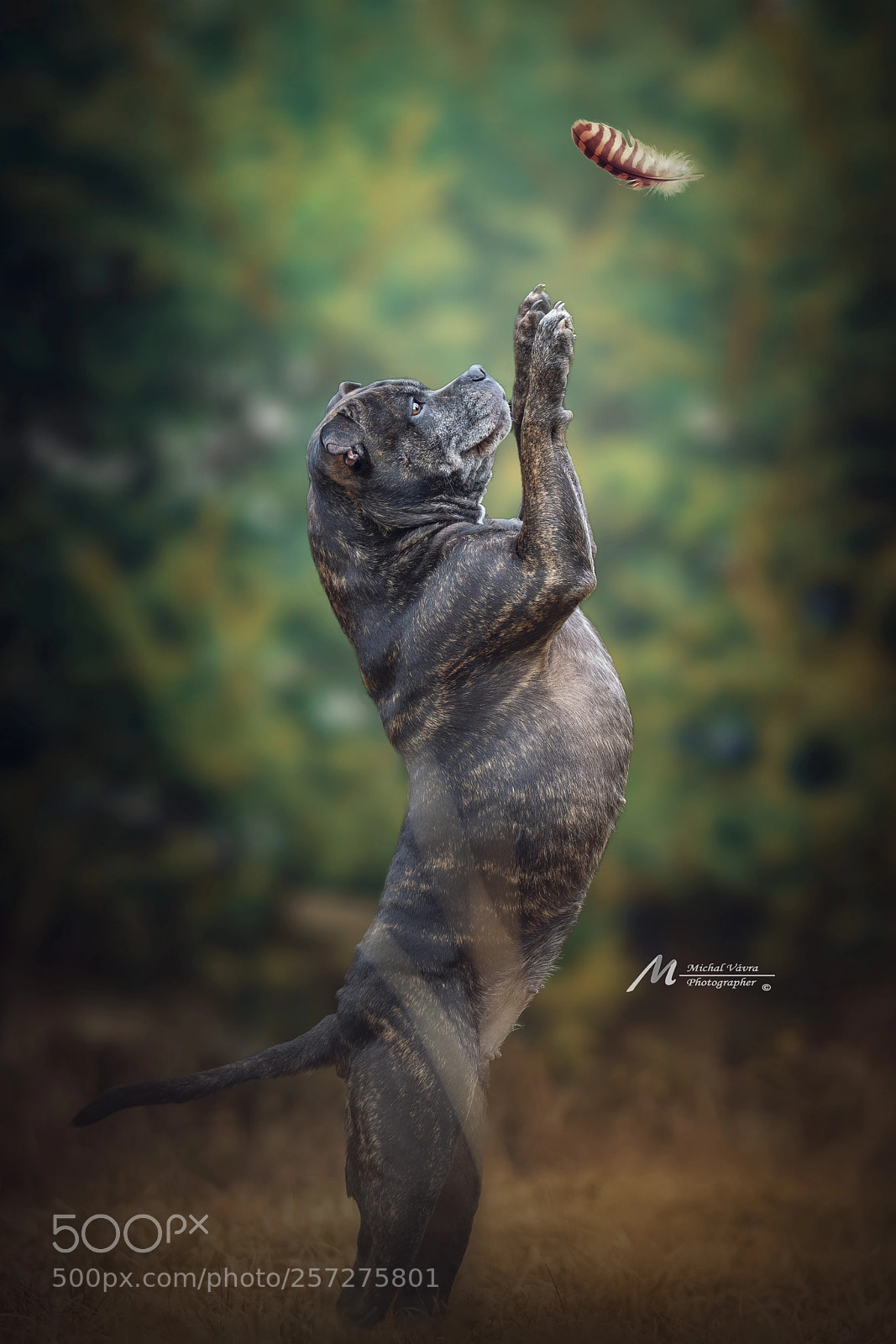Sony a7R II sample photo. Hunting :) photography