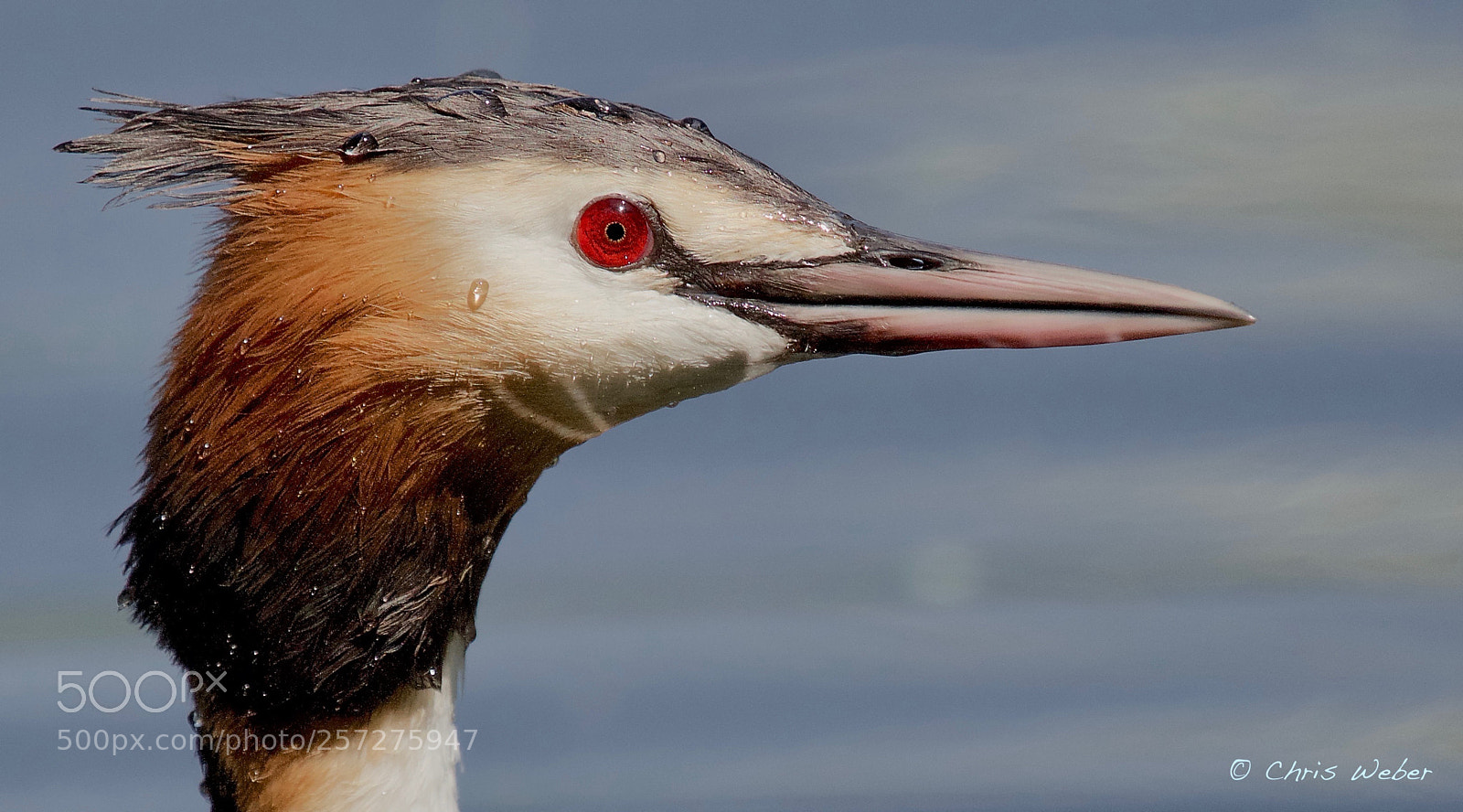 Canon EOS 5DS R sample photo. Great crested grebe photography