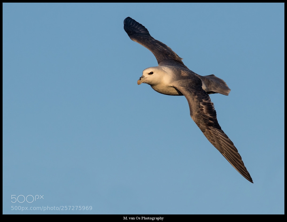 Canon EOS 7D Mark II sample photo. Northern fulmar / noordse stormvogel photography