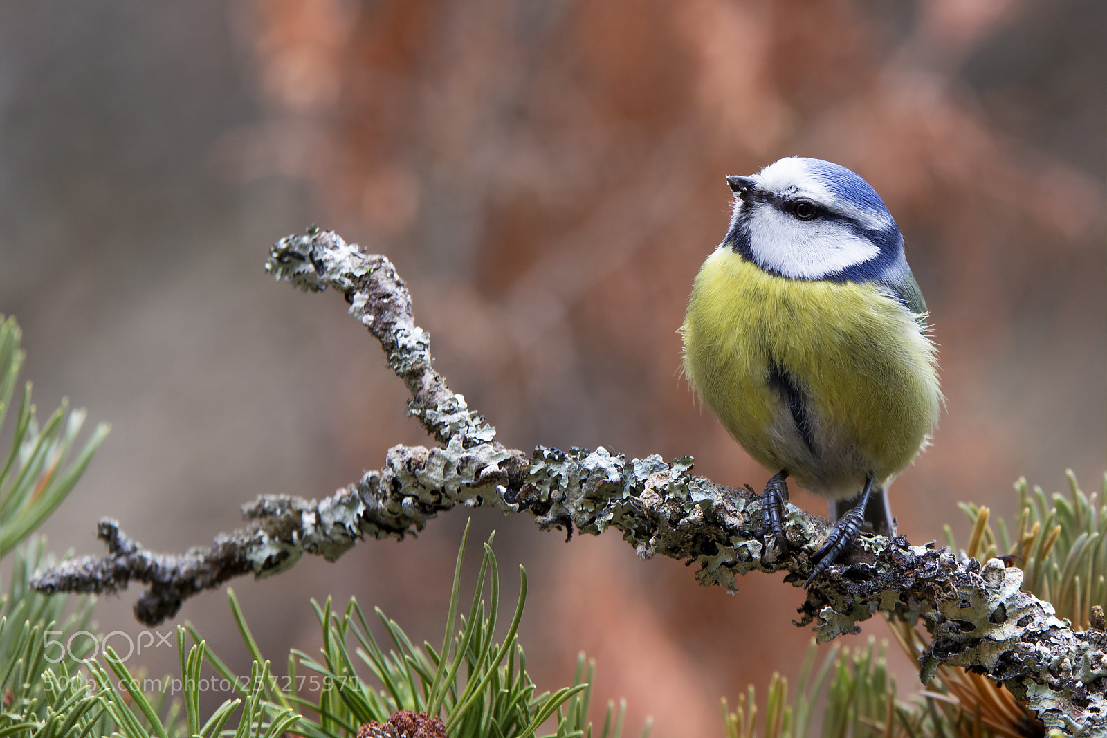 Canon EOS 6D sample photo. Sinitiainen, blue tit photography