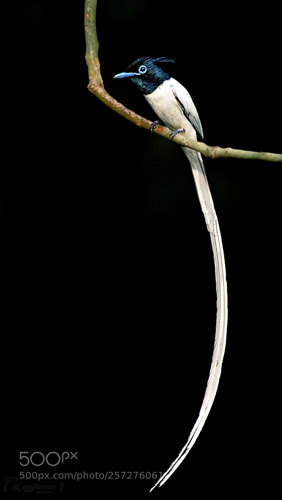 Canon EOS 60D sample photo. Indian paradise flaycatcher photography