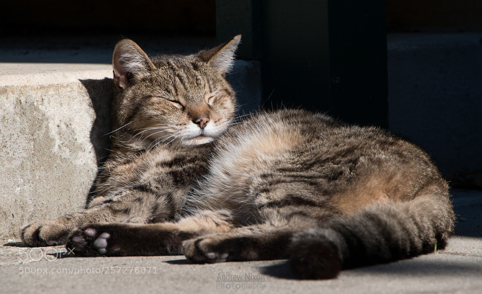 Canon EOS 70D sample photo. Toby enjoying the sun photography
