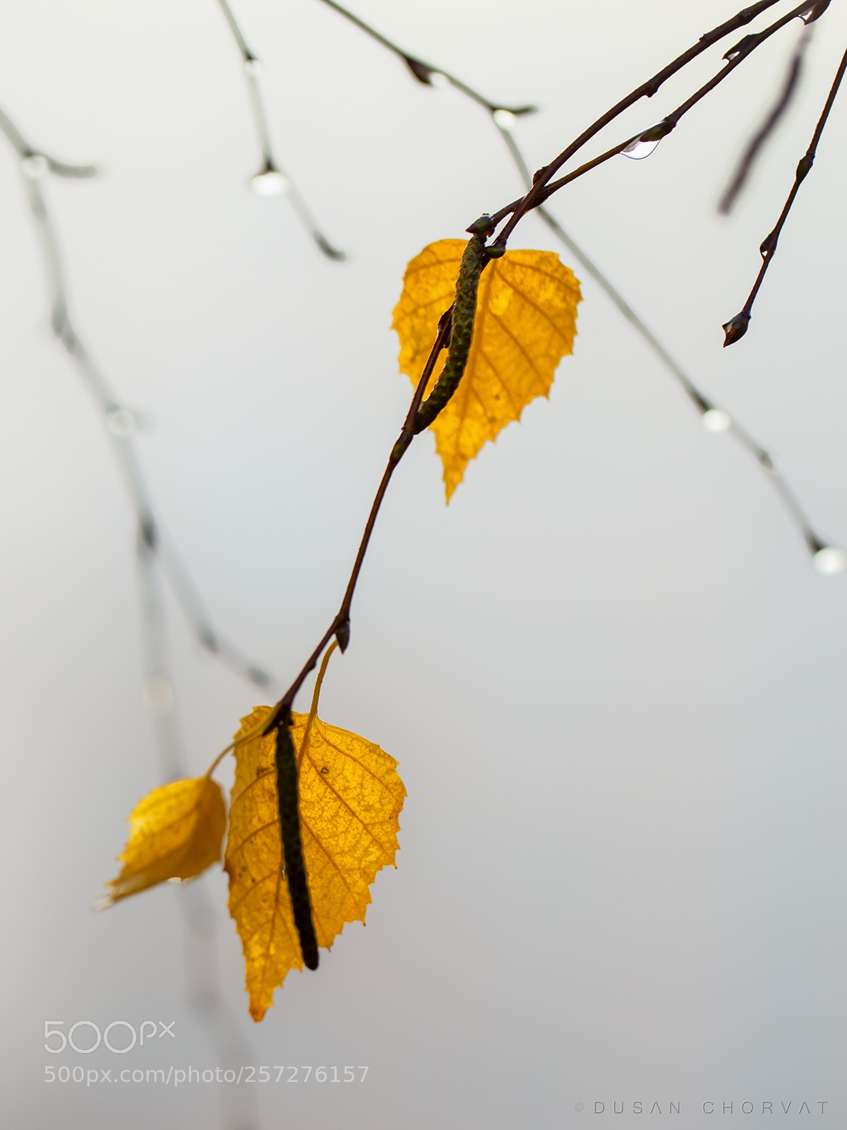 Canon EOS 6D sample photo. Birch mood photography