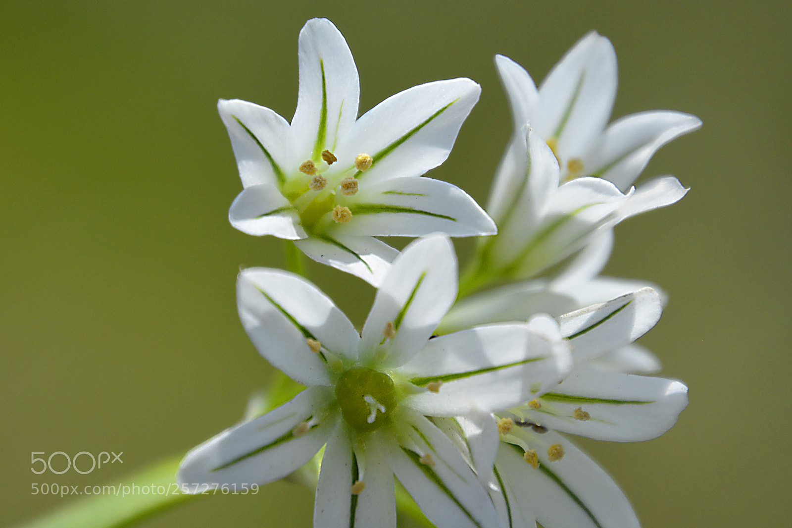 Nikon D5200 sample photo. Silvestres photography