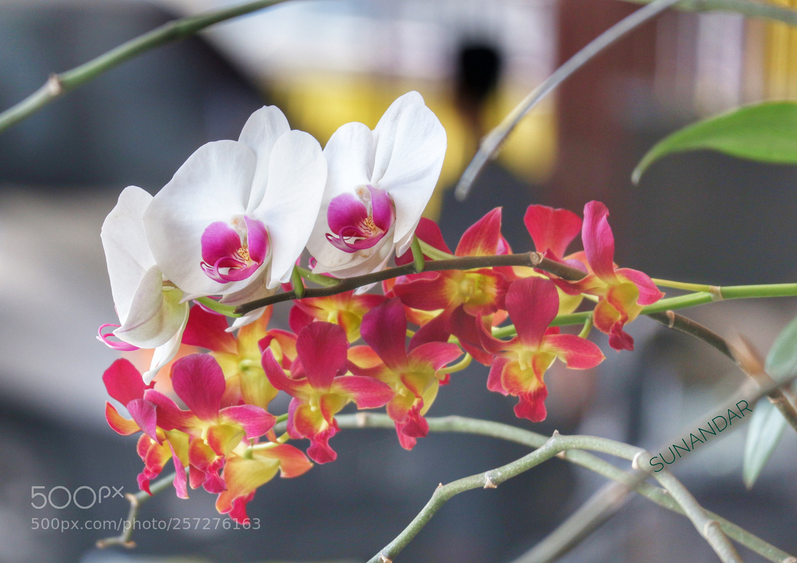 Canon EOS M10 sample photo. Anggrek bulan photography