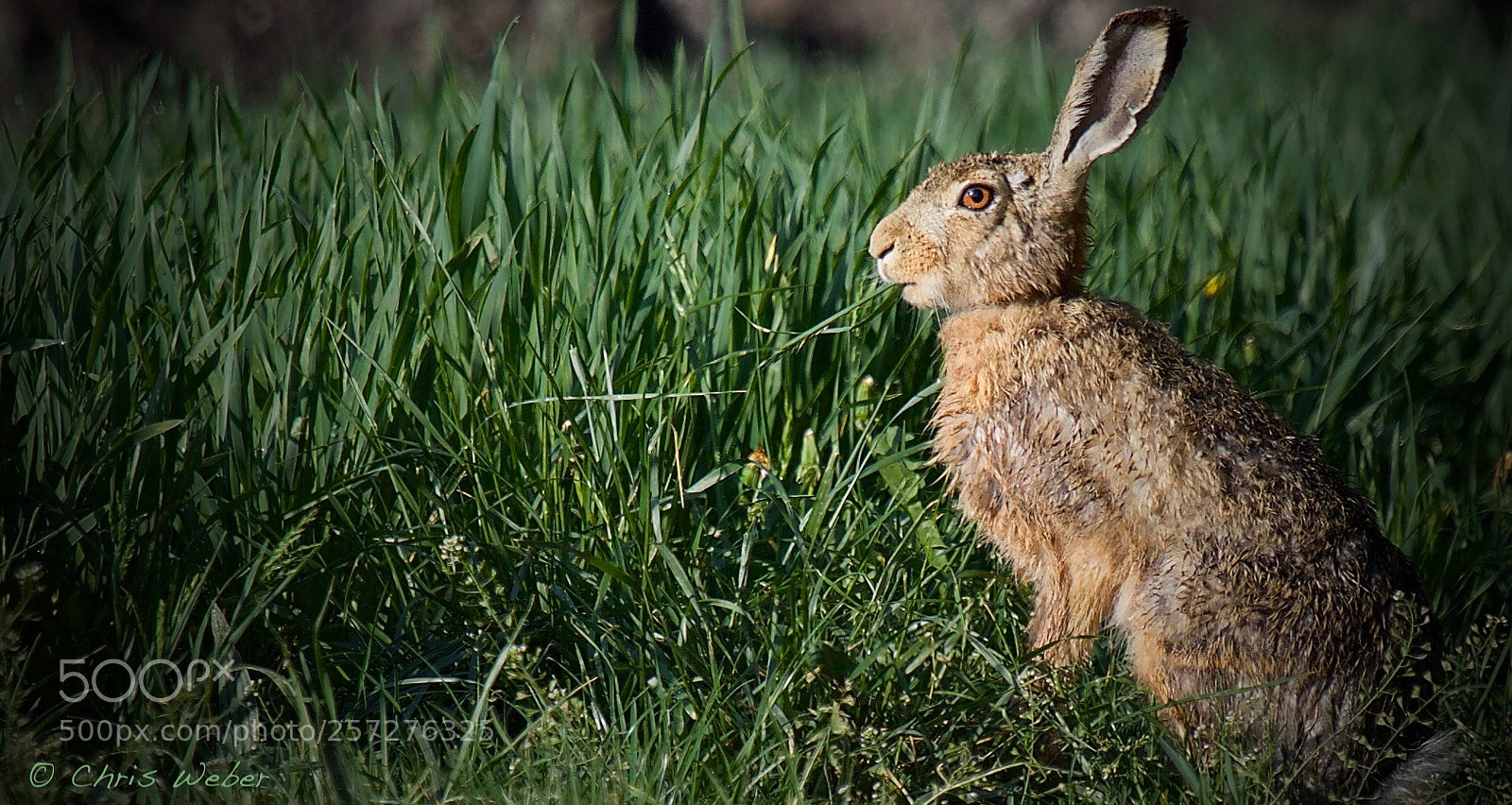 Canon EOS 5DS R sample photo. Hare photography