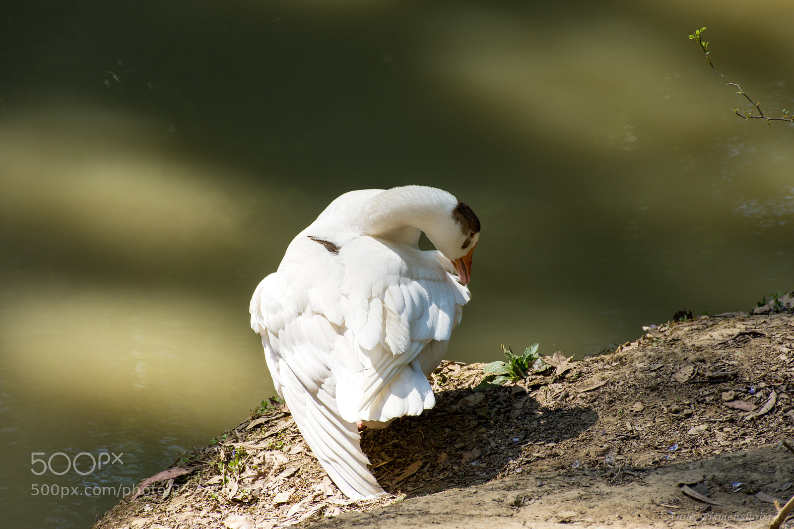 Nikon D7200 sample photo. Goose cleans feathers photography