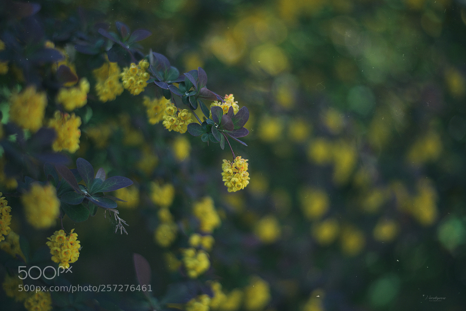 Nikon D610 sample photo. *** photography