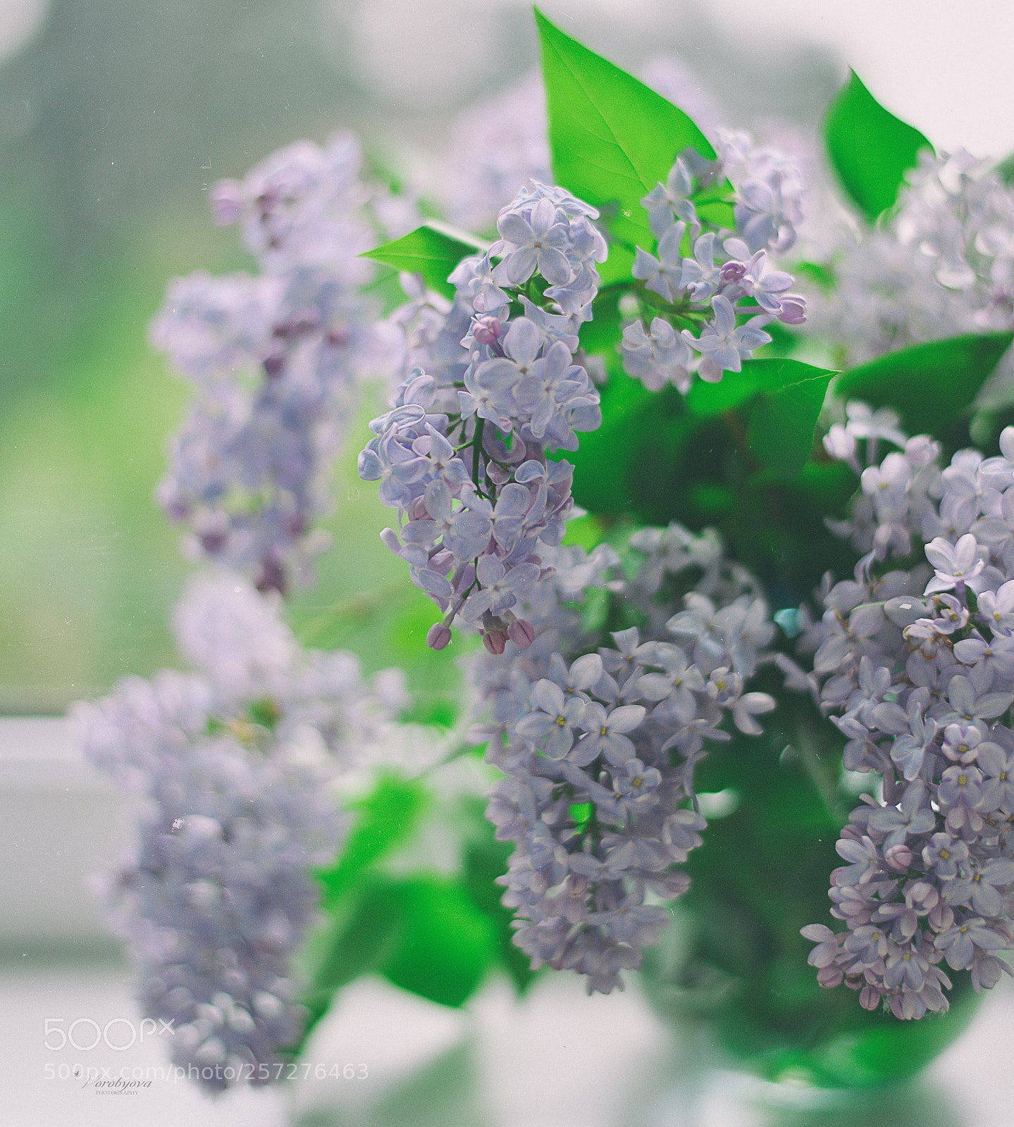 Nikon D610 sample photo. Lilac photography