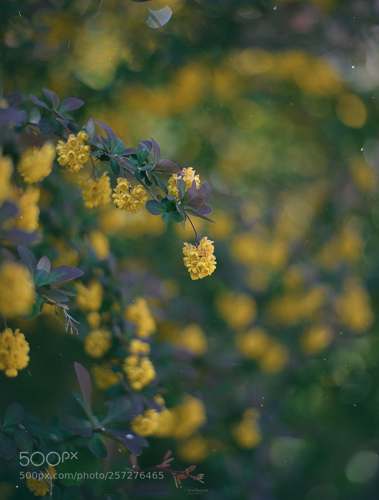 Nikon D610 sample photo. *** photography