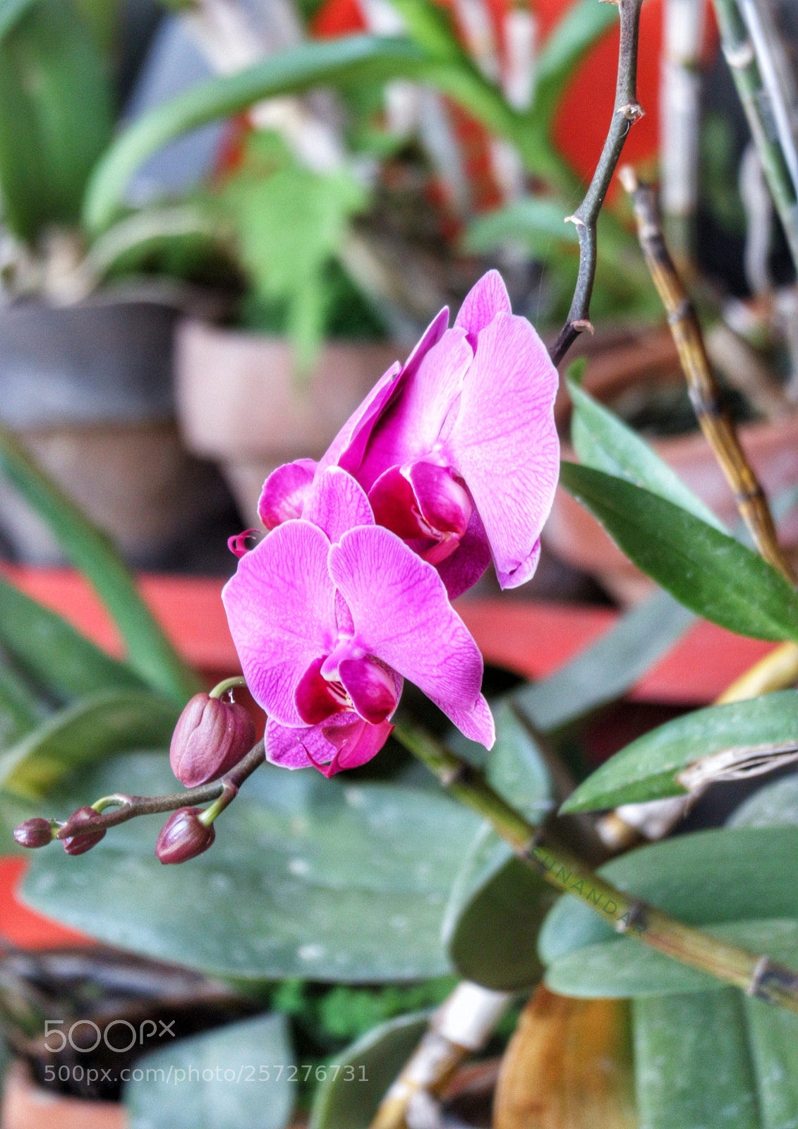Canon EOS M10 sample photo. The purple photography