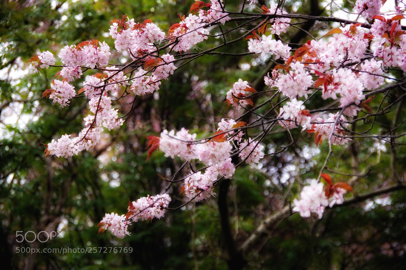 Pentax K-70 sample photo. Sakura (cherry blossom) photography