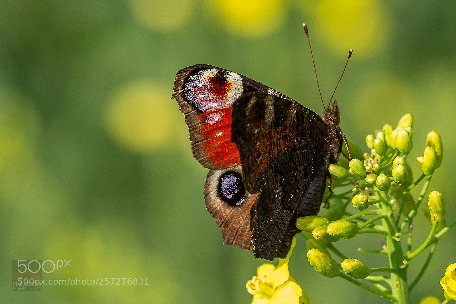 Canon EOS 6D sample photo. Papillon photography