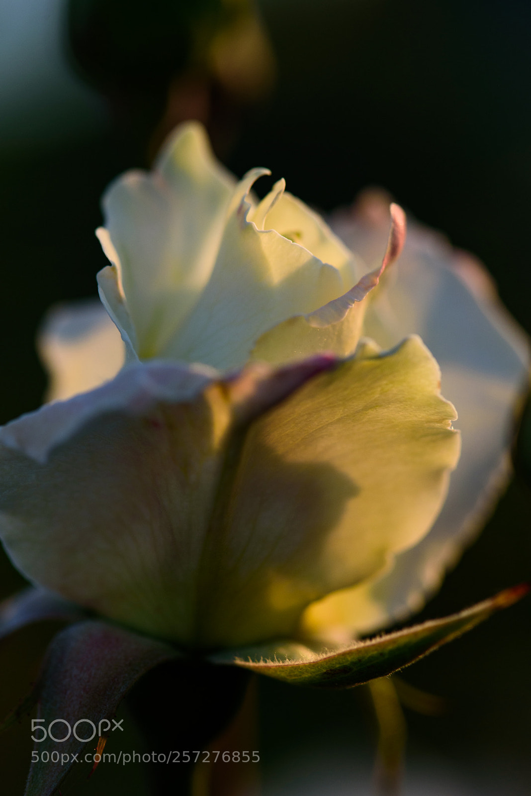 Nikon D750 sample photo. Knowing loss photography