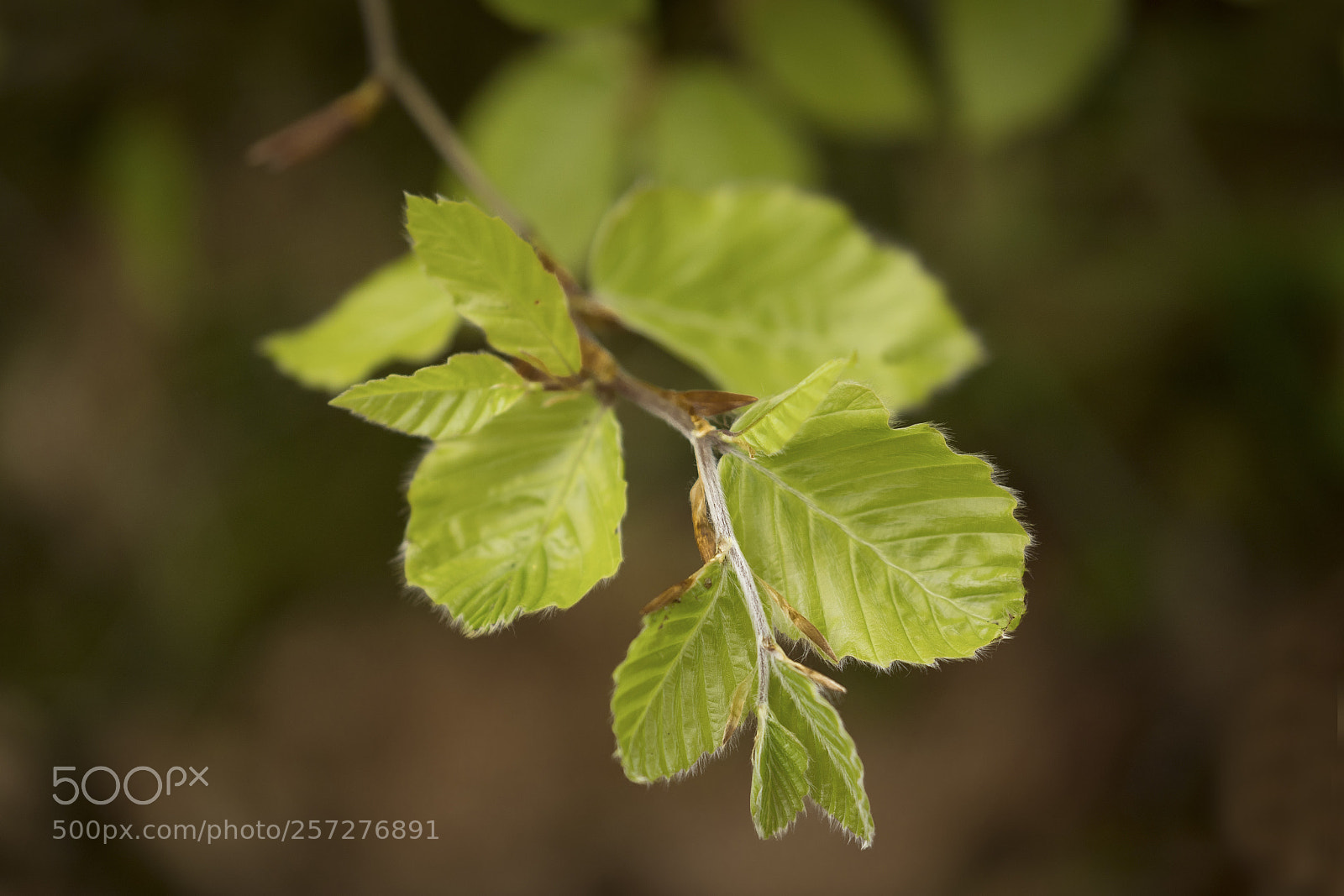 Canon EOS 6D Mark II sample photo. Fresh green photography
