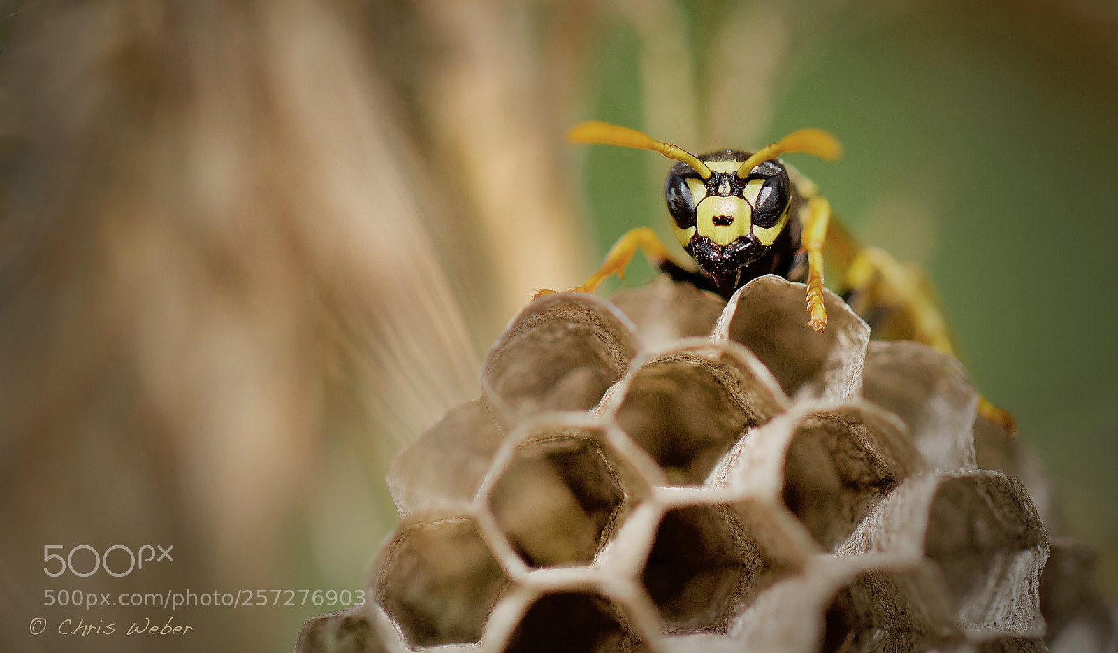 Canon EOS 5DS R sample photo. Wasp photography