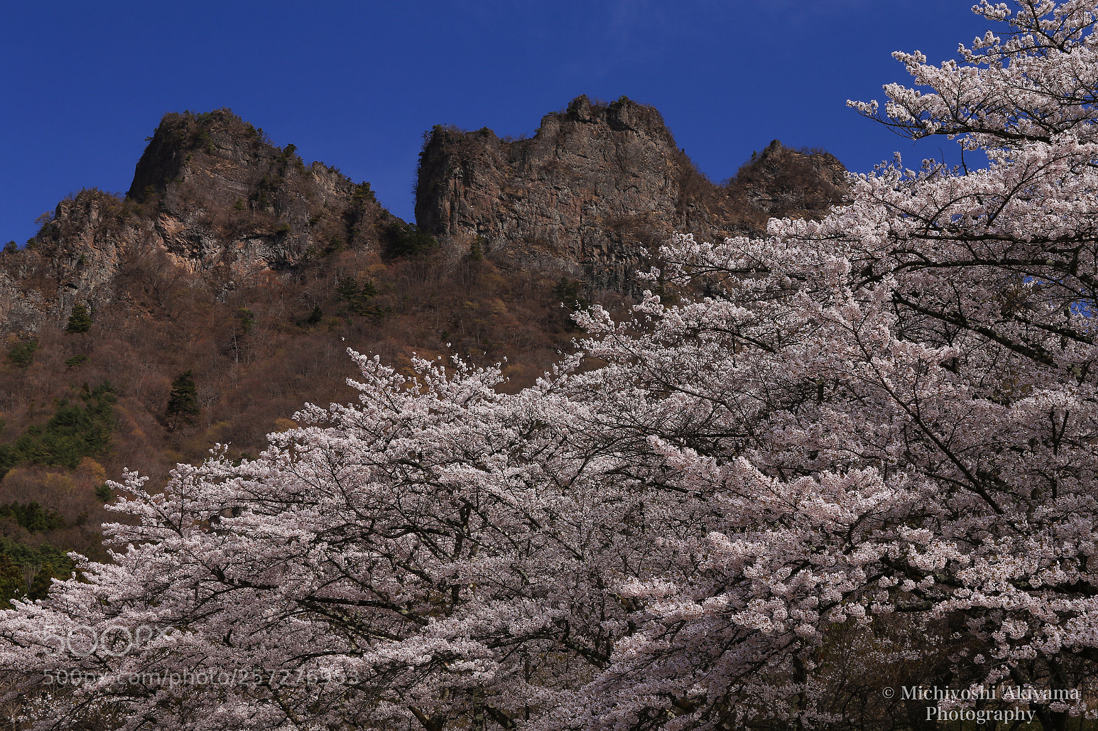 Canon EOS 6D sample photo. Sakura and myogi mountain. photography