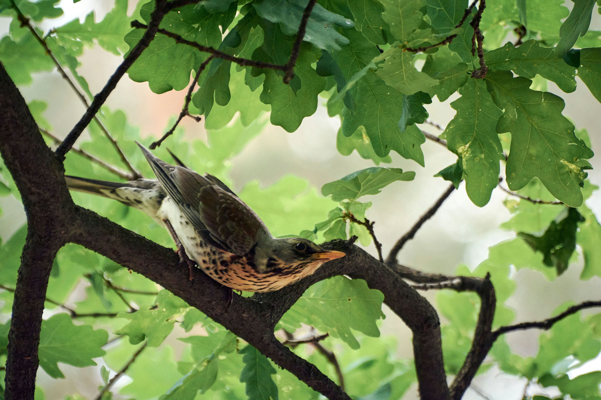 Nikon D7100 sample photo. I better be off... photography