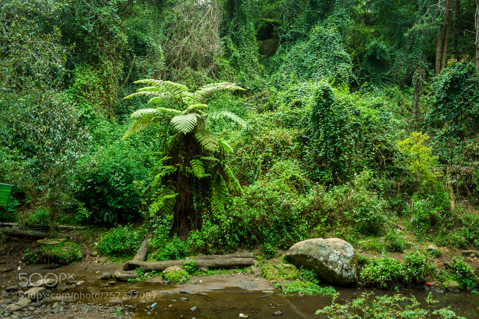 Nikon D5200 sample photo. Kodaikanal waterfall photography