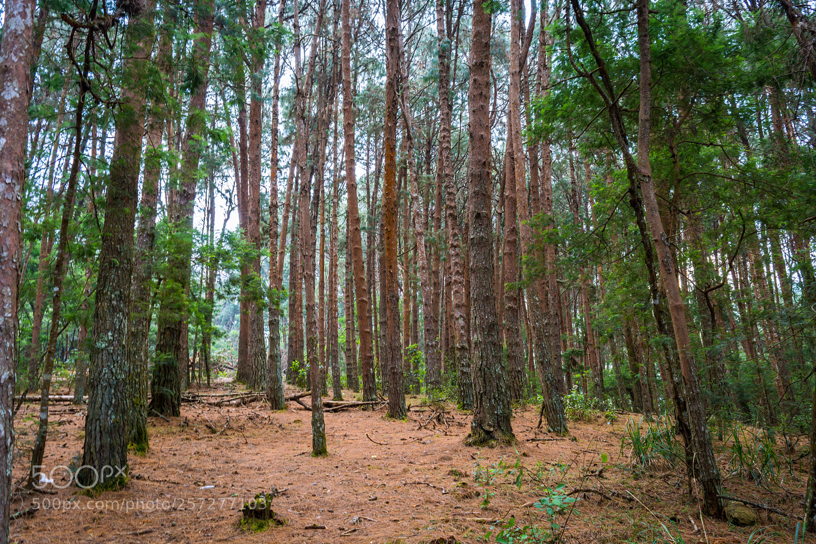 Nikon D5200 sample photo. Kodaikanal pine forest photography
