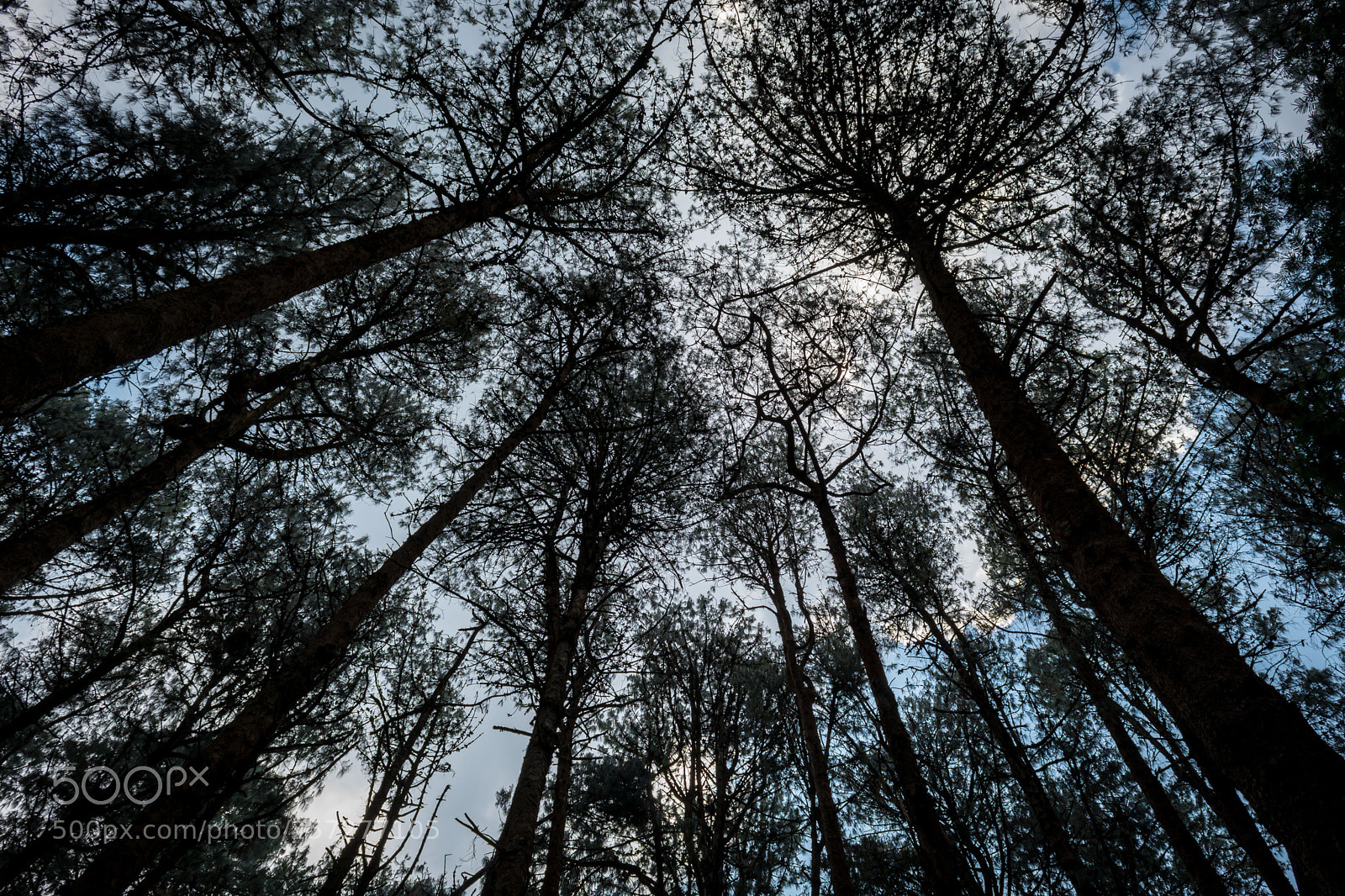 Nikon D5200 sample photo. Kodaikanal pine forest photography