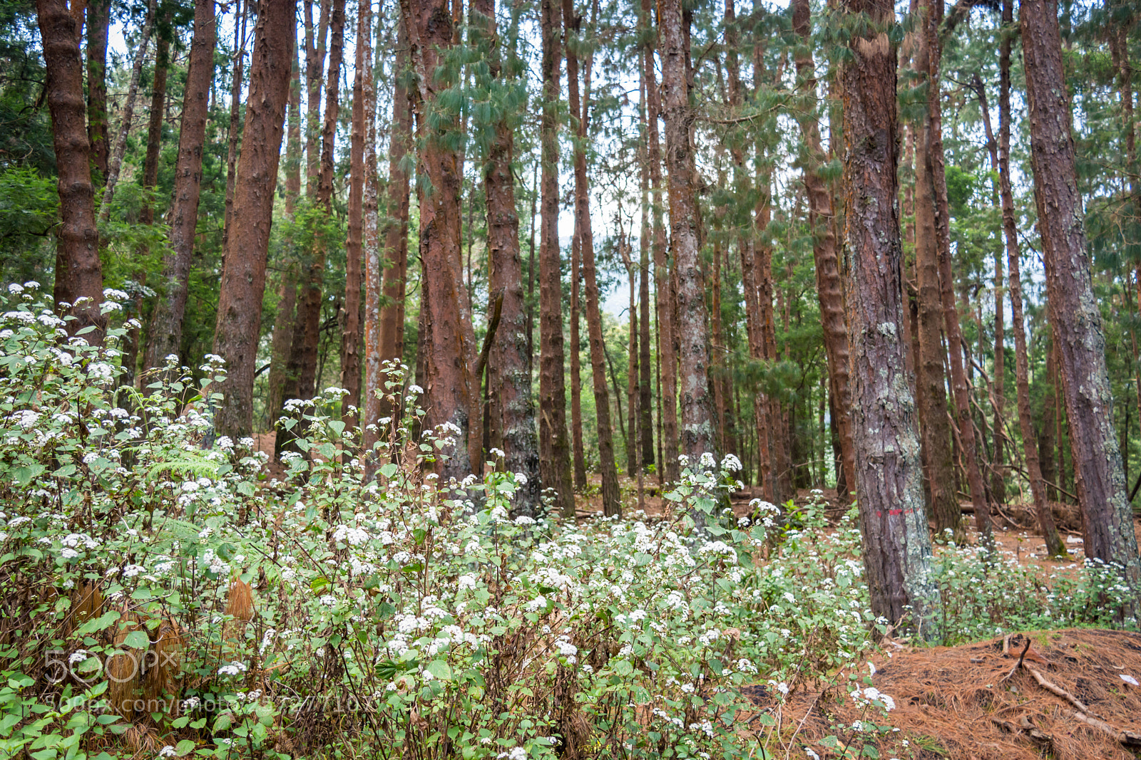 Nikon D5200 sample photo. Kodaikanal pine forest photography