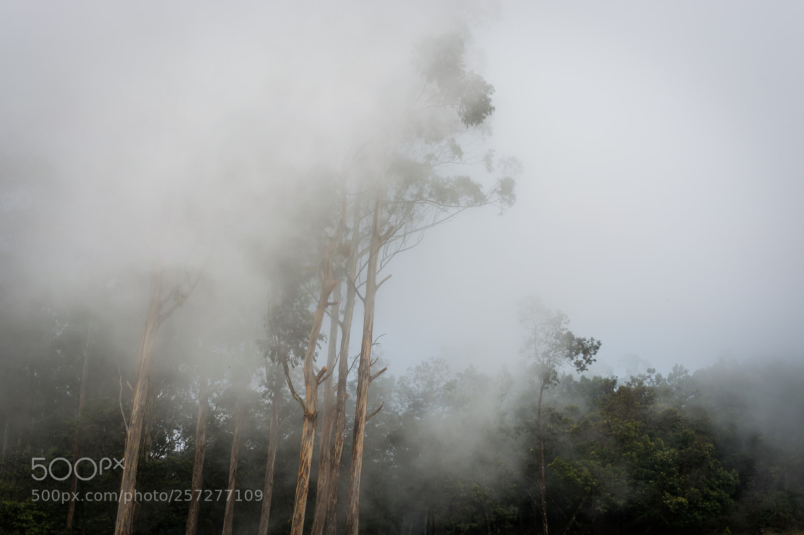 Nikon D5200 sample photo. Kodaikanal  pine forest photography