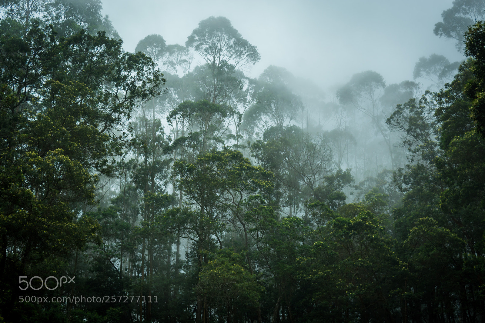 Nikon D5200 sample photo. Kodaikanal  pine forest photography