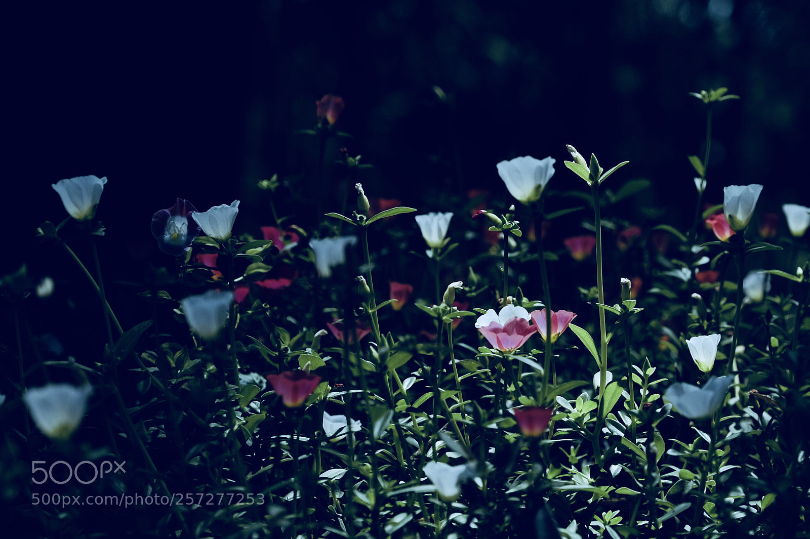 Fujifilm X-T1 sample photo. 10 o’clock flowers photography
